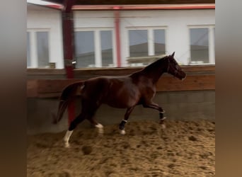 Westphalian, Mare, 5 years, 16,2 hh, Chestnut