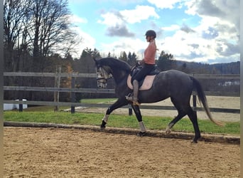 Westphalian, Mare, 5 years, 16,2 hh, Grey