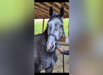 Westphalian, Mare, 5 years, 16,2 hh, Grey