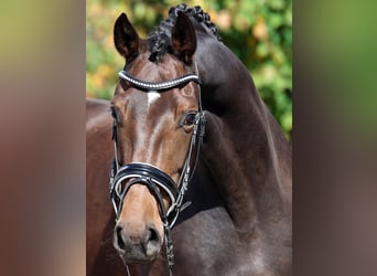 Westphalian, Mare, 5 years, 16,3 hh, Bay-Dark