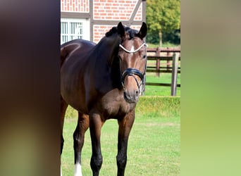 Westphalian, Mare, 5 years, 17.1 hh, Bay-Dark