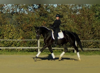 Westphalian, Mare, 5 years, 17.1 hh, Black