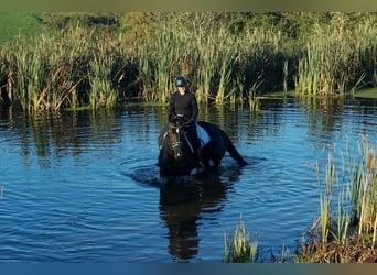 Westphalian, Mare, 5 years, 17.1 hh, Black
