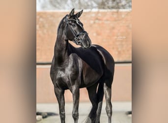 Westphalian, Mare, 5 years, 17 hh, Bay-Dark