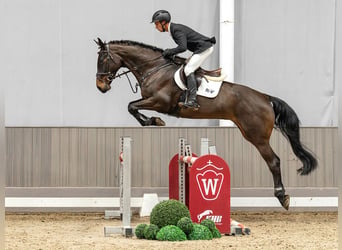Westphalian, Mare, 5 years, 17 hh, Bay-Dark