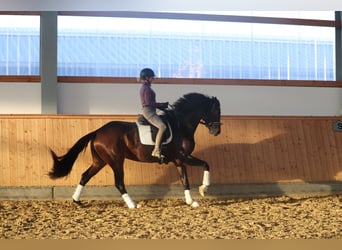 Westphalian, Mare, 5 years, 17 hh, Brown