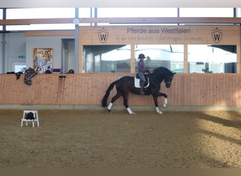 Westphalian, Mare, 5 years, 17 hh, Brown