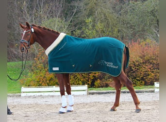 Westphalian, Mare, 5 years, 17 hh, Chestnut-Red