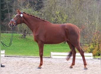 Westphalian, Mare, 5 years, 17 hh, Chestnut-Red