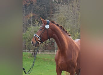 Westphalian, Mare, 5 years, 17 hh, Chestnut-Red