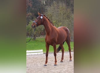 Westphalian, Mare, 5 years, 17 hh, Chestnut-Red