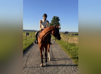 Westphalian, Mare, 5 years, 17 hh, Chestnut-Red