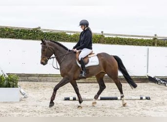 Westphalian, Mare, 5 years, Bay-Dark