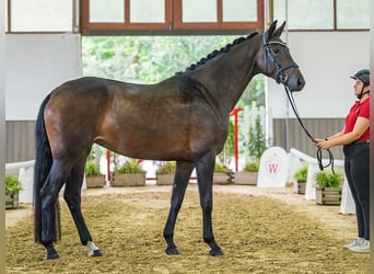 Westphalian, Mare, 5 years, Brown