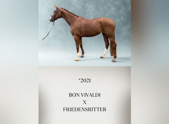 Westphalian, Mare, 5 years, Chestnut-Red