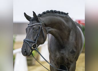 Westphalian, Mare, 5 years, Smoky-Black