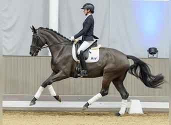 Westphalian, Mare, 5 years, Smoky-Black