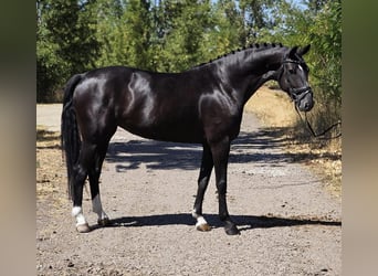 Westphalian, Mare, 6 years, 15.1 hh, Black