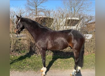 Westfale, Stute, 6 Jahre, 15,2 hh, Schwarzbrauner