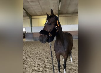 Westfale, Stute, 6 Jahre, 15,2 hh, Schwarzbrauner