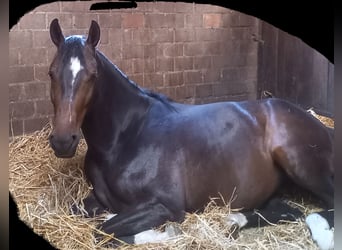 Westfale, Stute, 6 Jahre, 15,2 hh, Schwarzbrauner