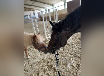 Westfale, Stute, 6 Jahre, 15,2 hh, Schwarzbrauner