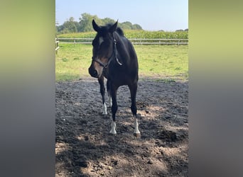 Westfale, Stute, 6 Jahre, 15,2 hh, Schwarzbrauner