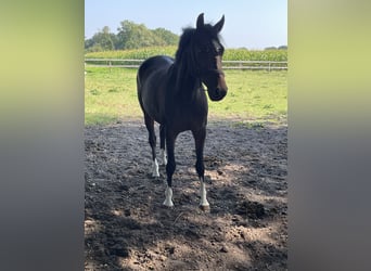 Westfale, Stute, 6 Jahre, 15,2 hh, Schwarzbrauner