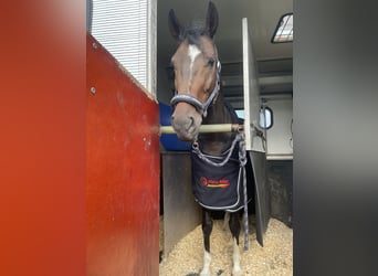 Westfale, Stute, 6 Jahre, 15,2 hh, Schwarzbrauner