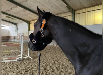 Westfale, Stute, 6 Jahre, 15,2 hh, Schwarzbrauner