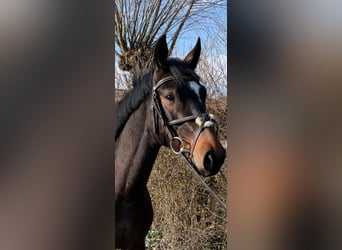 Westfale, Stute, 6 Jahre, 15,2 hh, Schwarzbrauner