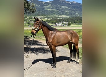 Westphalian, Mare, 6 years, 15,1 hh, Brown