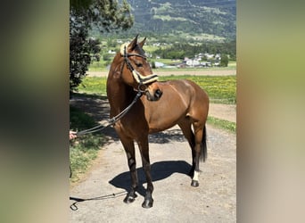 Westphalian, Mare, 6 years, 15,1 hh, Brown