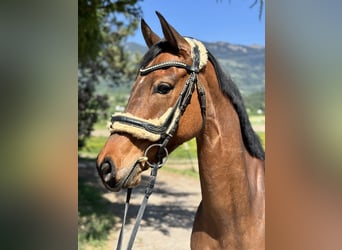 Westphalian, Mare, 6 years, 15,1 hh, Brown