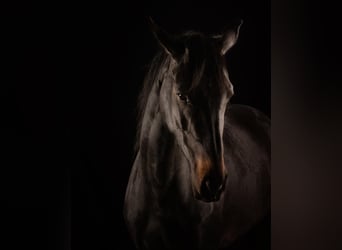 Westphalian, Mare, 6 years, 15,2 hh, Bay-Dark