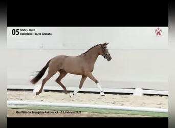 Westphalian, Mare, 6 years, 15,2 hh, Chestnut