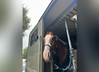 Westphalian, Mare, 6 years, 15,3 hh, Chestnut-Red