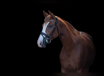 Westphalian, Mare, 6 years, 15,3 hh, Chestnut-Red