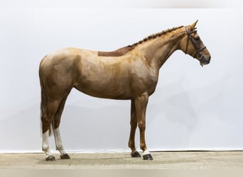 Westphalian, Mare, 6 years, 15,3 hh