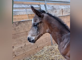 Westphalian, Mare, 6 years, 16.1 hh, Bay-Dark