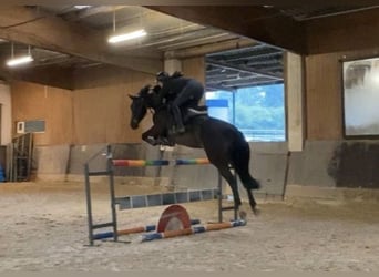 Westphalian, Mare, 6 years, 16,1 hh, Bay-Dark