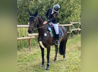 Westphalian, Mare, 6 years, 16,1 hh, Bay-Dark