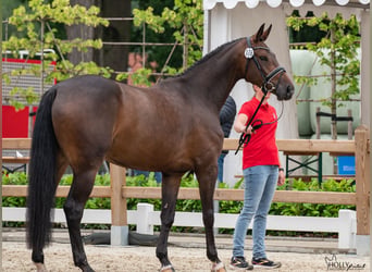 Westphalian, Mare, 6 years, 16.1 hh, Bay-Dark