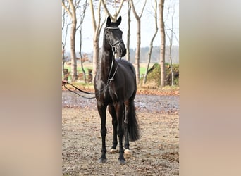 Westphalian, Mare, 6 years, 16.1 hh, Black