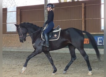 Westphalian, Mare, 6 years, 16.1 hh, Black