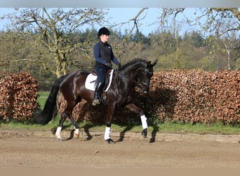 Westphalian, Mare, 6 years, 16.1 hh, Black
