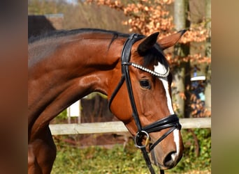Westphalian, Mare, 6 years, 16.1 hh, Brown