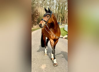 Westphalian, Mare, 6 years, 16.1 hh, Brown