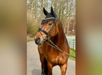 Westphalian, Mare, 6 years, 16.1 hh, Brown