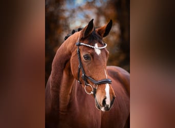 Westphalian, Mare, 6 years, 16.1 hh, Brown